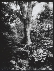 Silver Gelatin Print From Pinhole Paper Negative joez@joe-ziolkowski.com